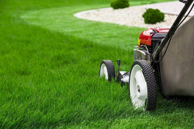 New grass discount when to mow